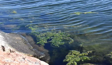 İzmir Körfezi’nde Deniz Yosunları Artışı: Kirlilik ve Mevsimsel Etkiler